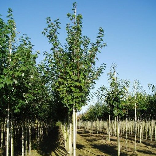 Acer rubrum (Amerikaanse rode esdoorn)
